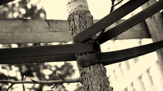 arbre1