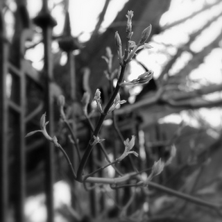 arbre3