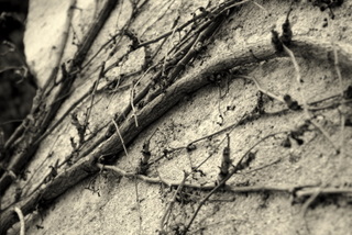 arbre4