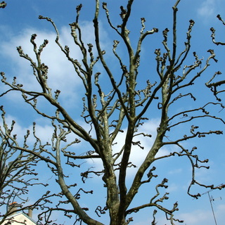 arbre6