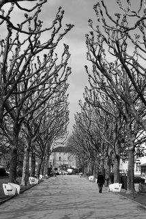 arbre7
