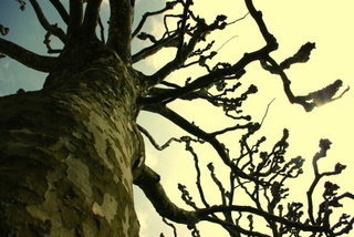 arbre9