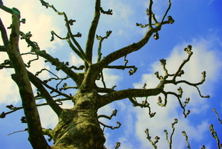 arbre10