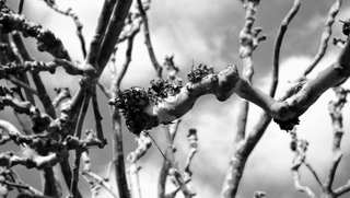 arbre11